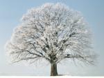 Drzewo zimą