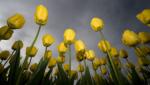 zolte_tulipany