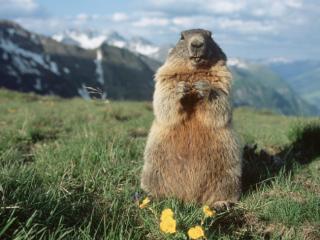 Obrazek: Alpine Marmot, Hohe Tauern National Park, Austria