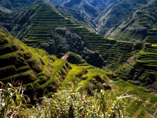 Obrazek: Ancient Rice Terraces, Philippines