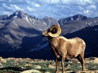 Obrazek: Big Horn Ram, Rocky Mountain National Park, Colorado
