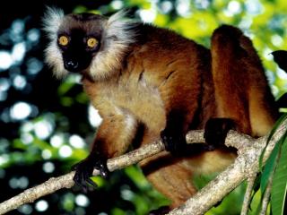 Obrazek: Black Lemur, Malagasy Republic