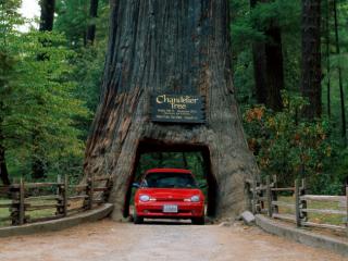 Obrazek: Chandelier Tree, Leggett, California