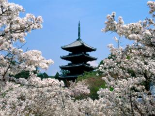 Obrazek: Cherry Blossoms, Ninna-Ji Temple Grounds, Kyoto, Japan