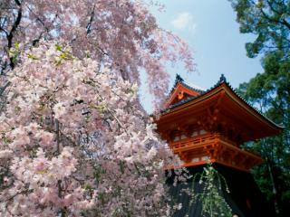 Obrazek: Cherry Blossoms, Ninnaji Temple, Kyoto, Japan