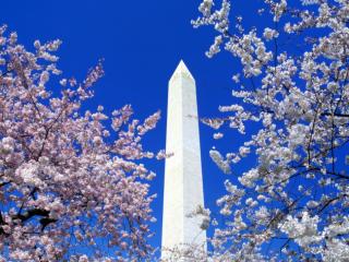Obrazek: Cherry Blossoms, Washington Monument, Washington, DC