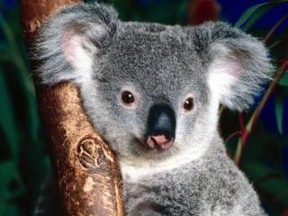 Obrazek: Cuddly Koala