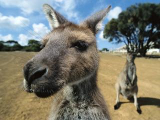 Obrazek: Curious Kangaroos