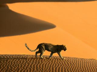 Obrazek: Desert Passage, Sossusvlei Park, Namibia, Africa