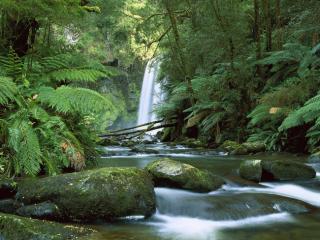 Obrazek: Hopetoun Falls, Aire River, Otway National Park, Victoria, Australia