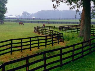 Obrazek: Horse Farm, Goshen, Kentucky