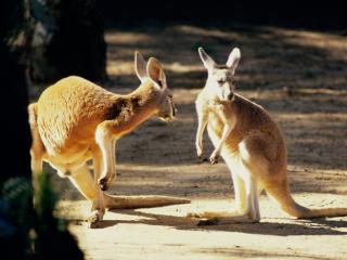 Obrazek: Kangaroo Conversation, Australia