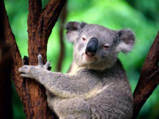Obrazek: Koala