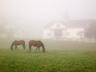 Obrazek: Manchester Horse Farm, Lexington, Kentucky