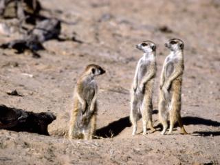 Obrazek: Meerkats, South Africa