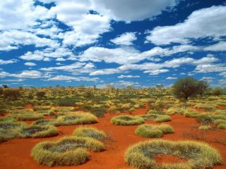 Obrazek: Old Spinifex Rings, Little Sandy Desert, Australia