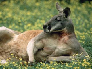 Obrazek: Red Kangaroo, Australia