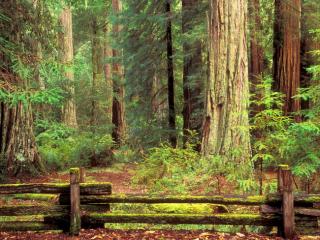 Obrazek: Sentinels of Time, Big Basin Redwood State Park, California