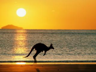 Obrazek: Taking Joey Home, Australia