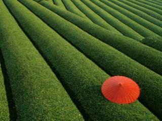 Obrazek: Tea Fields, Japan