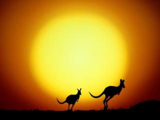 Obrazek: The Kangaroo Hop, Australia