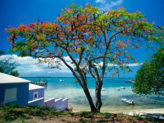 Obrazek: Tropical Escape, Bahamas