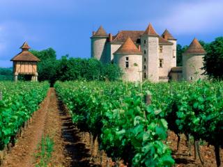 Obrazek: Vineyard, Cahors, Lot Valley, France