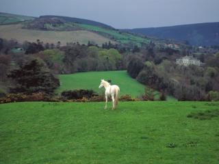 Obrazek: Wicklow Countryside, Near Powerscourt Castle, Ireland