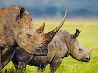 Obrazek: 2 nosorożce