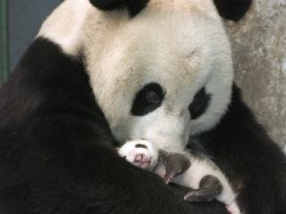 Obrazek: 2 pandy