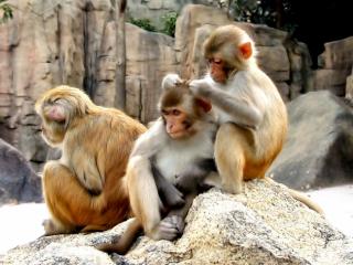 Obrazek: 3 małpki