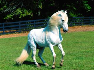Obrazek: Biały koń