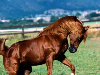 Obrazek: Brązowy koń