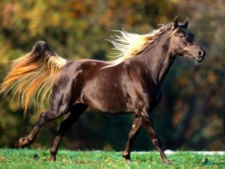 Obrazek: Ciemny koń z jasną grzywą