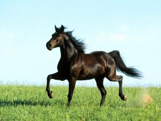 Obrazek: Czarmy koń na trawie
