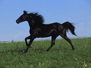 Obrazek: Czarny koń