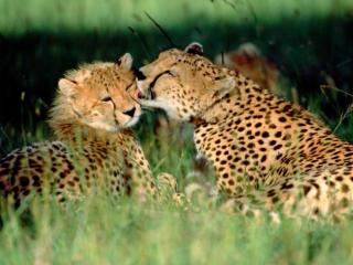 Obrazek: Czułość u geparda