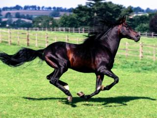 Obrazek: Galop konia w zagrodzie