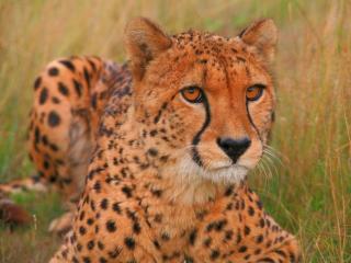 Obrazek: Gepard z bliska