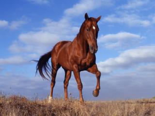 Obrazek: Koń