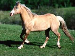Obrazek: Koń brązowy