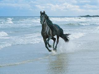 Obrazek: Koń na plaży