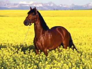 Obrazek: Koń na polu