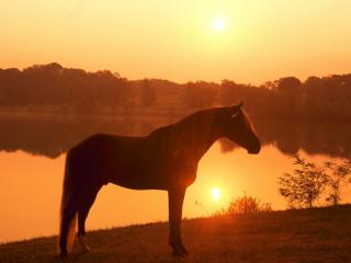 Obrazek: Koń o zachodzie słońca