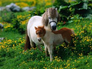 Obrazek: Konie pony