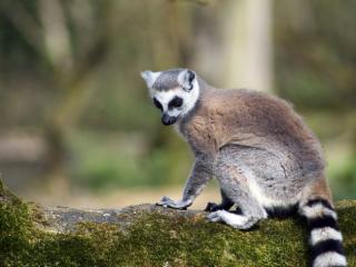 Obrazek: Lemur