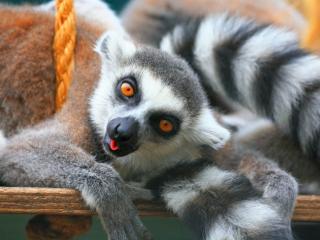Obrazek: Lemur na huśtawce