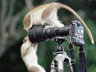 Obrazek: Lemury z aparatem