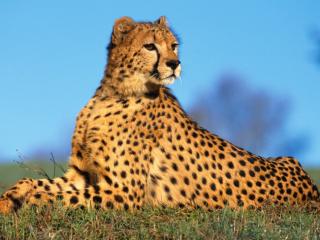 Obrazek: Leżący gepard