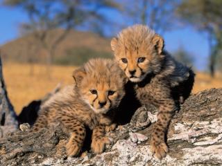 Obrazek: Małe gepardy